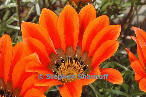 gazania krebsiana 2 graphic